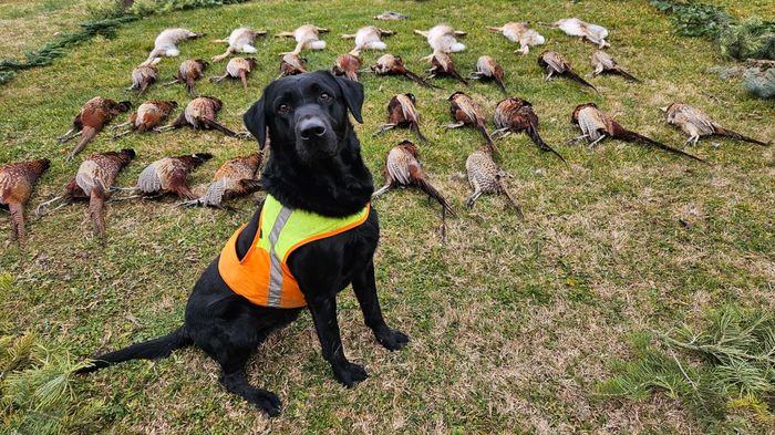 Leader Aguzannis
Labrador Retriever
8. Οκτ 2020