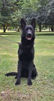 Yago z Pohranic
German Shepherd
26. Feb 2024