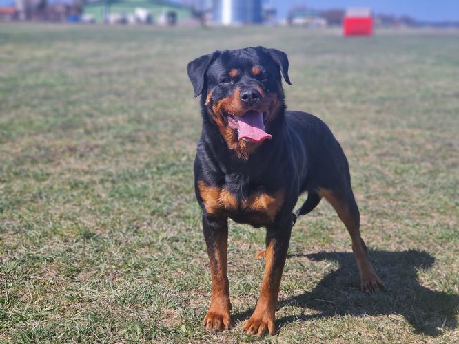 Wilberforce River Angel
Rottweiler
27. Apr 2022