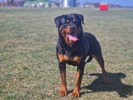 Wilberforce River Angel
Rottweiler
27. Apr 2022