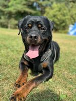Dika Black Targaryen
Rottweiler
13.06.2021