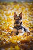 Kyra Maly Lumpik
German Shepherd (short-haired)
8. Jul 2024