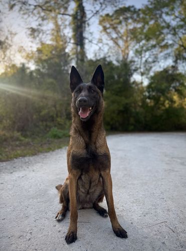 Zumba Ot Dachesvski
Belgian Shepherd (Malinois)
10. Feb 2023