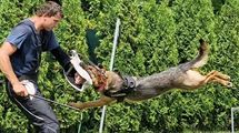 Inoucky Karma Canis Invictus