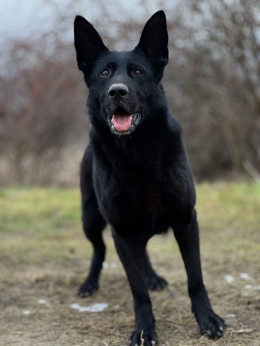 Abbie z Hľuzovského údolia
Schäfer (korthåret)
19. Mar 2020