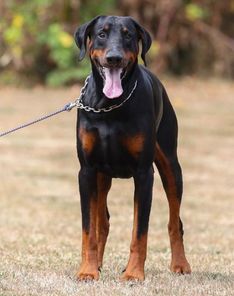 Kenzo von der Zonser Heide
