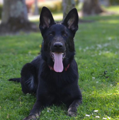 Koa vom Mutigen Zwinger
German Shepherd Dog (short-haired)
23. Okt 2024