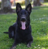 Koa vom Mutigen Zwinger
German Shepherd Dog (short-haired)
23. Okt 2024