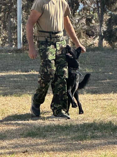 Azur von Obsidian Phoenix
German Shepherd (short-haired)
21. Mar 2023