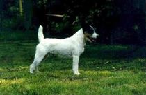 dog image background