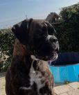 Smokey v. Rusticana