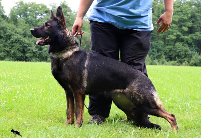 Katana European K9 training base
German Shepherd (short-haired)
19. Nov 2017