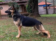 Senna do Sadonana