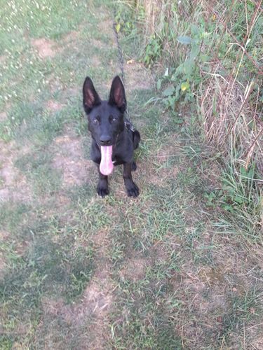 Yessi Tur-Lad
Deutscher Schäferhund (Stockhaar)
20.04.2024