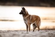 Xina Randy dog