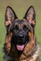Deishy Dlha Roven
German Shepherd Dog (short-haired)
12. Jan 2021