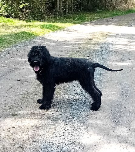 King Boy Fantom Chlumu
Giant Schnauzer (pure black)
5. Nov 2024