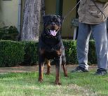 Spencer von der Crossener Ranch