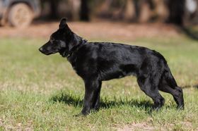 Bagheera von der Rußhütte
Německý ovčák (krátkosrstý)
20. pro 2023