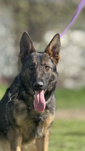 Siren Elba padija
German Shepherd
31. Mar 2024