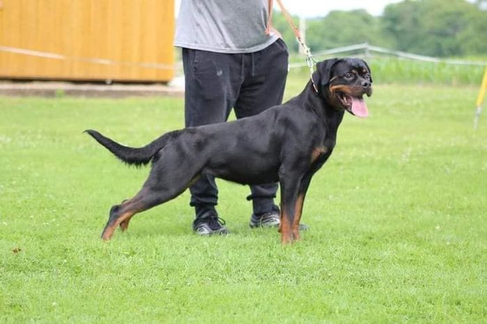Money vom Hause Jaras
Rottweiler
11. Feb 2019