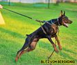 Blitz Blitzen vom Bergkonig