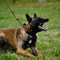 K9 Drago
Belgian Shepherd (Malinois)
11. Sep 2020