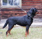 Yucon von Kaisersteinbruch