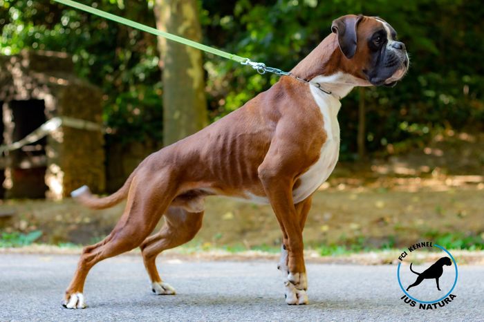 Magico de Asta Regia
Boxer
9. Ιουλ 2020