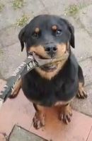 Haribo vom Reisfelder Land
Rottweiler
16. Oct 2024