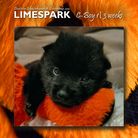 Schipperke C-Wurf vom Limespark / 3 weeks