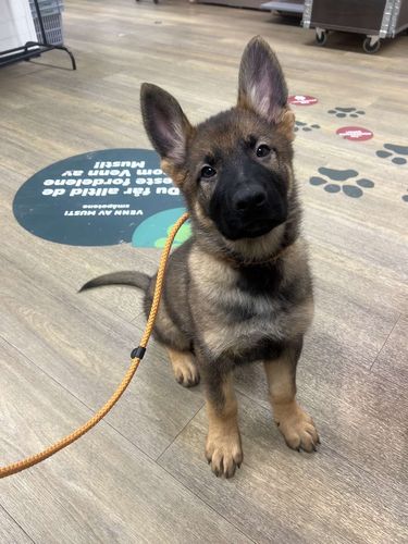 Ask von Angrboda
German Shepherd (short-haired)
13. Sep 2024