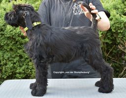 Quaste von der Stumpfenburg
Schnauzer Geant
20. Fev 2025