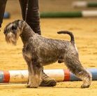 Leo Lionheart vom Sirius