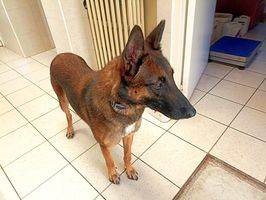 Saori des Guerriers d'Orthos
Belgian Shepherd (Malinois)
10. May 2021