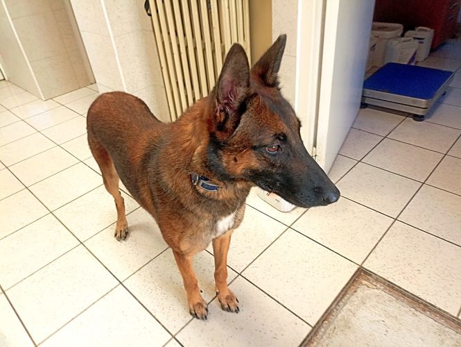 Saori des Guerriers d'Orthos
Perro de Pastor Belga (Malinois)
10. may 2021