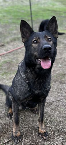Henny vom Donau-Ries
German Shepherd (short-haired)
4. Aug 2021