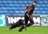 Bolle vom Drachenwolf