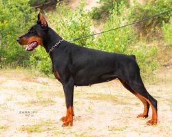 Zara iz Pridvinskoy Imperii
Doberman (black with rustred blace)
5. Apr 2023