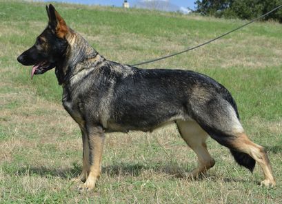 Supra European K9 training base