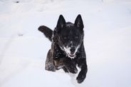 Canine For Use Ivan