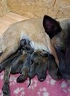 chiots volpa/Taiko