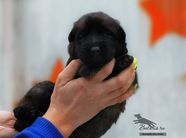 Puppies