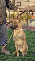 Gozer van het Merlebosch
Belgian Shepherd Dog (Malinois)
14. Mar 2021