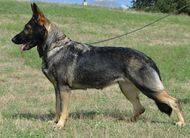 Supra European K9 training base