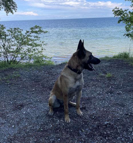Aika vom Pakt des Teufels
Belgisk Hyrdehund (Malinois)
7. Jun 2022