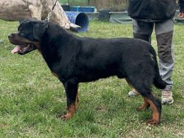 Encierro Augusta Taurinorum
Rottweiler
17. May 2024