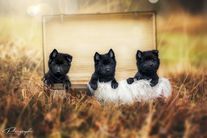 Crazy-Wurf Schipperke vom Limespark | 9 Wochen