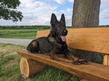 Ole von den Grauen von Monstab | Hundeprofil - Informationen und Daten