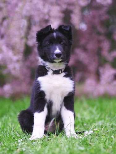 Hyssopus Hechicero Quercamare
Border Collie
17. Jan 2025